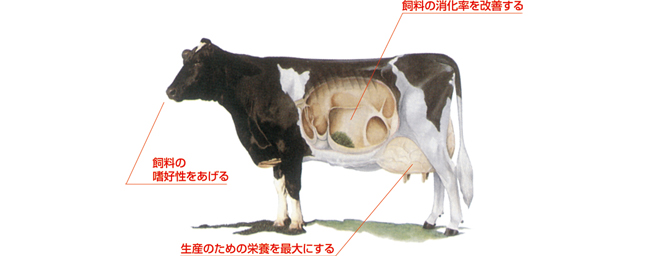 イーストカルチュアーによる三大効果