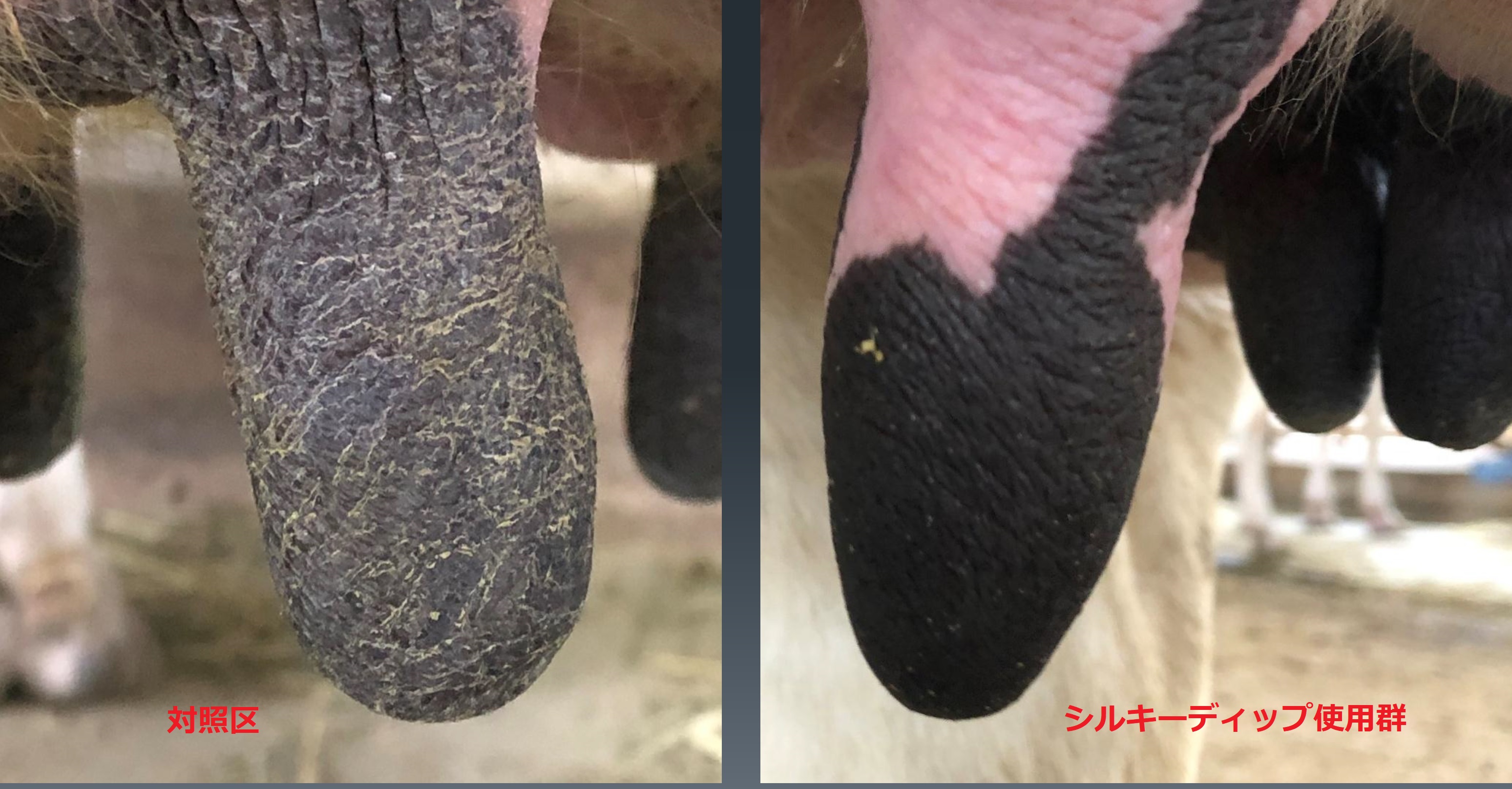 楽天市場】《在庫限りSALE》KENT メンズ トリプレックスブラシ